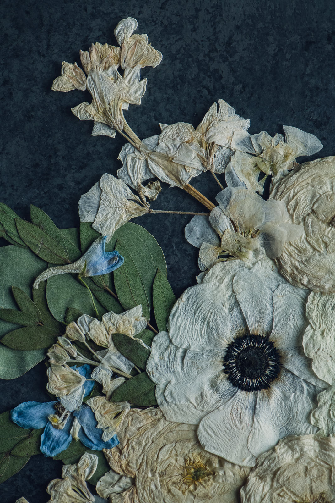 Cream and Blue Pressed Floral Print