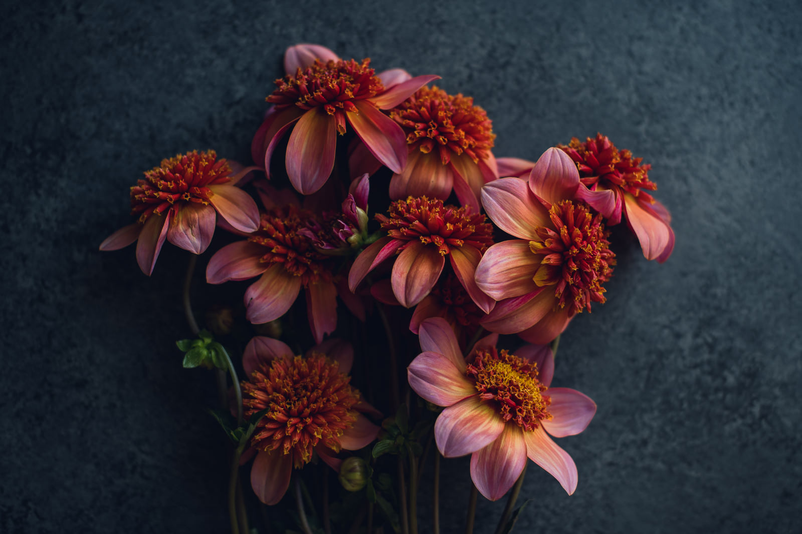 Dahlia Bunch Floral Print