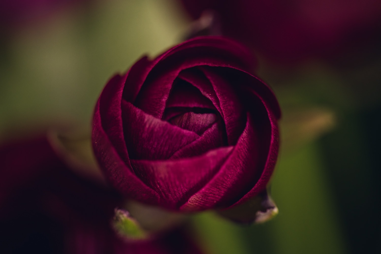 Dark Raspberry Ranunculus Floral Print