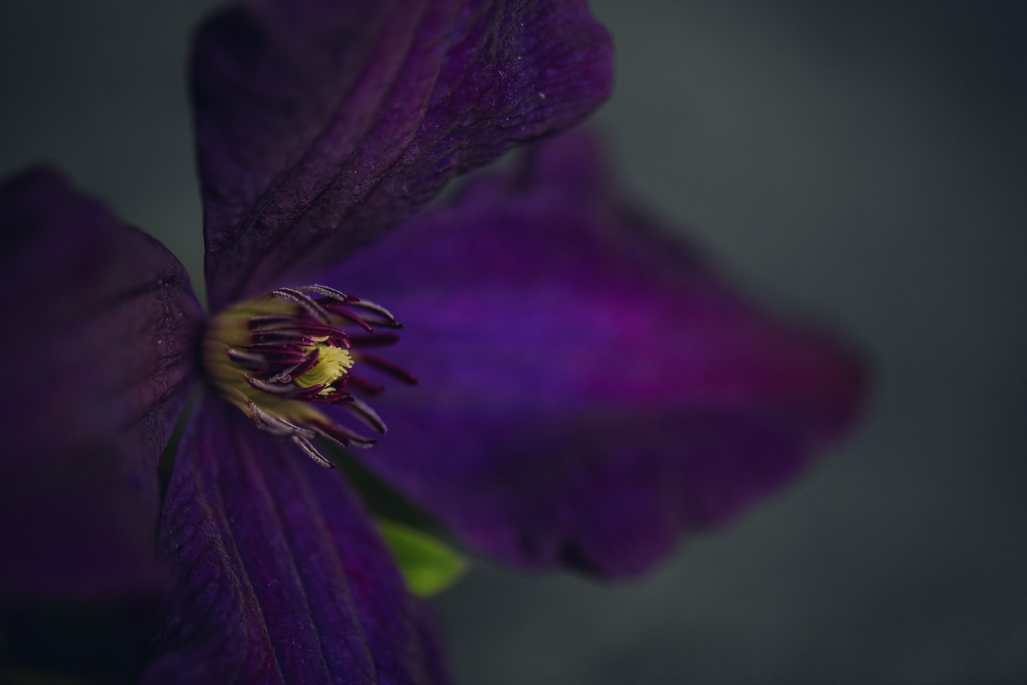 Deep Purple Clematis Floral Print