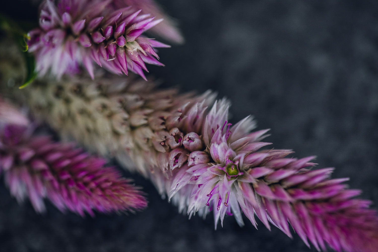Pink Celosia Floral Print