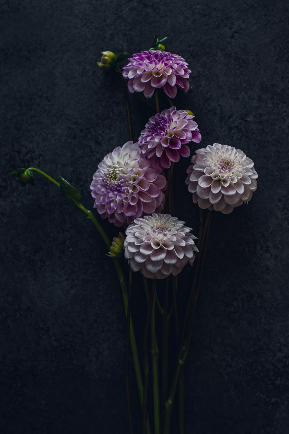 Purple Ball Dahlia Floral Print