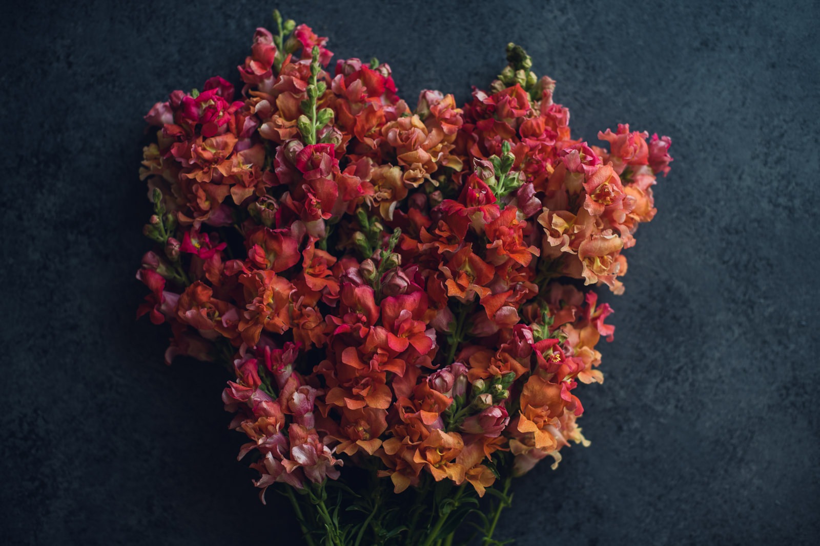 Sunset Snapdragon Floral Print