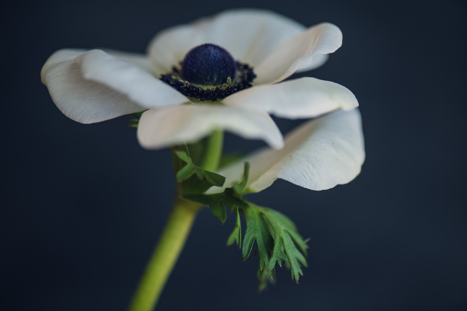White Anemone Floral Print