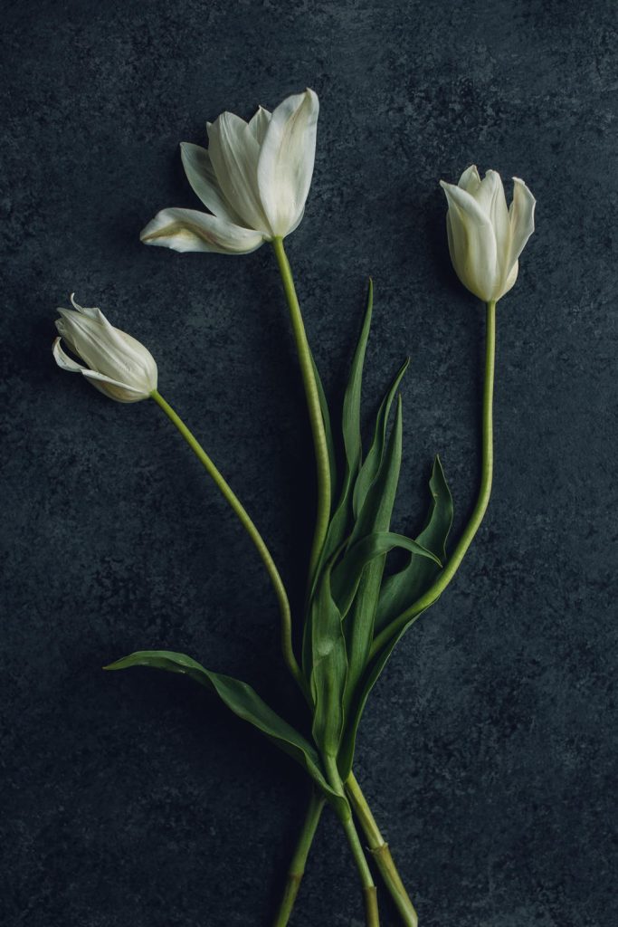White French Tulip Trio Floral Print-websize-8540 copy