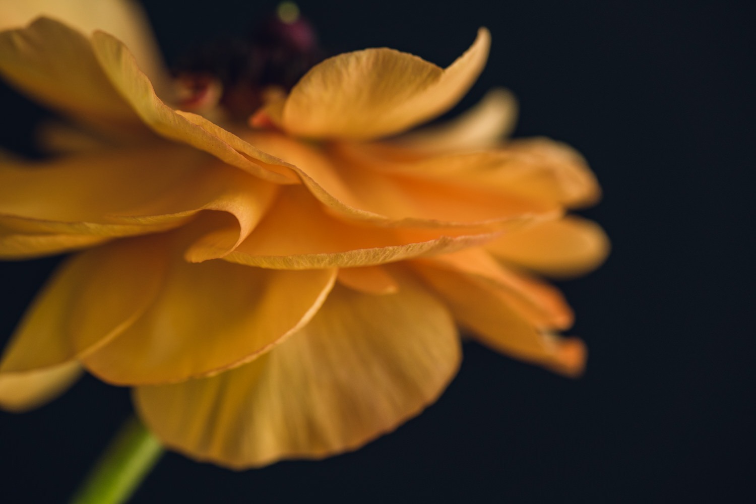 Yellow Ranunculus Floral Print