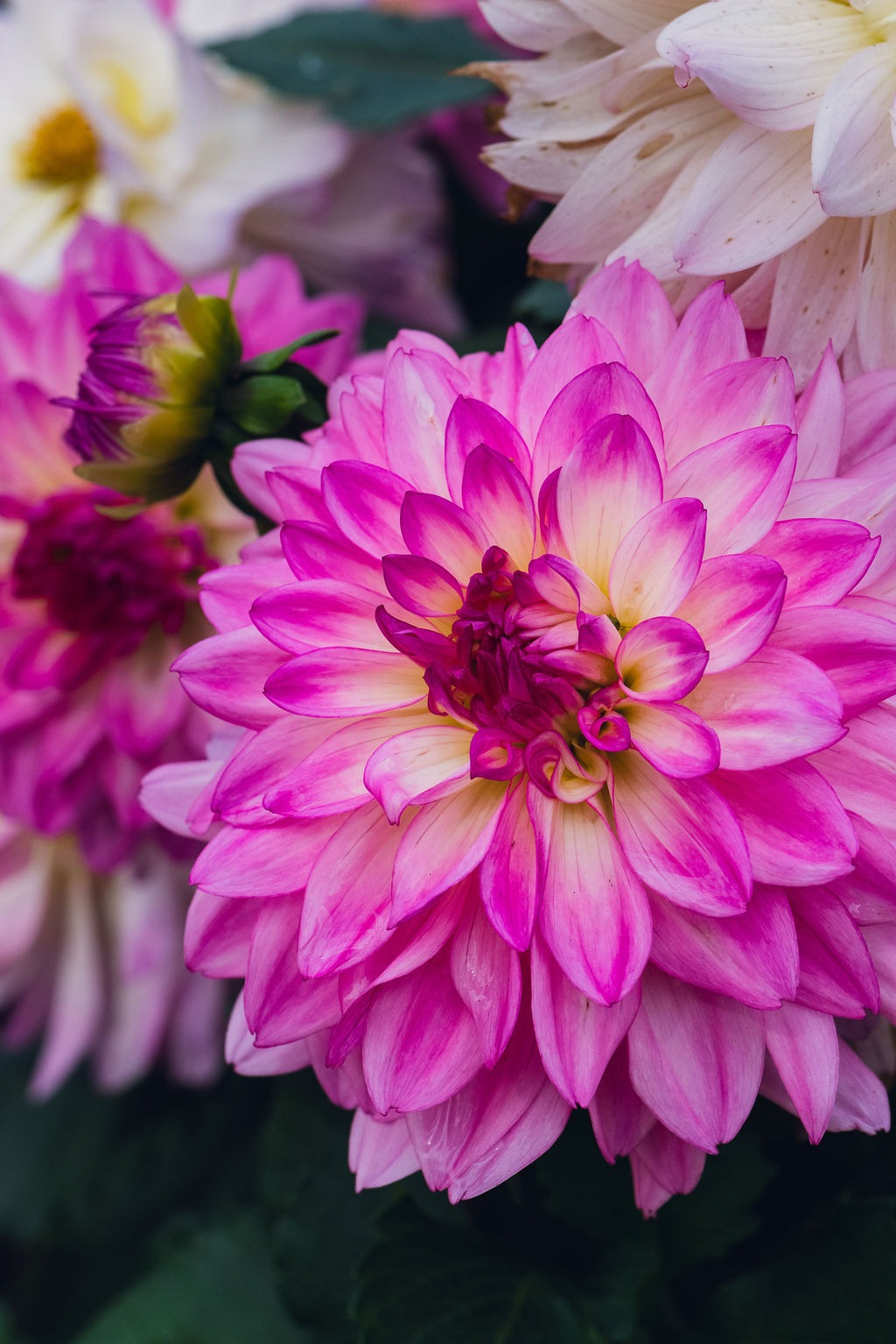 Floral Print - Annual-FoCo-Flower-Gardens-48