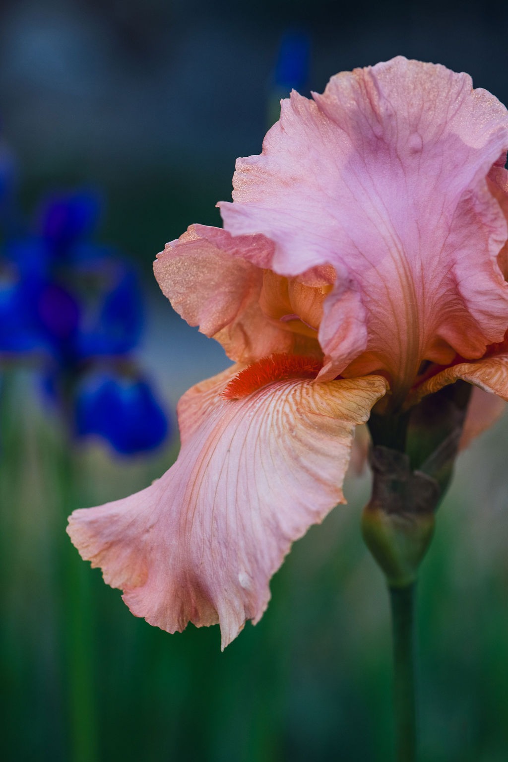 Floral Print - Biltmore-Day-Recull-2022-94