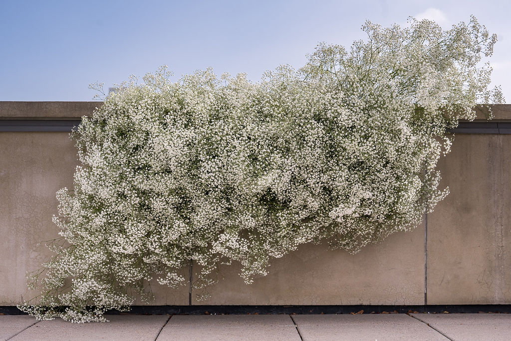 wild-blossoms-nicole-spencer-boulder-wedding-web-24